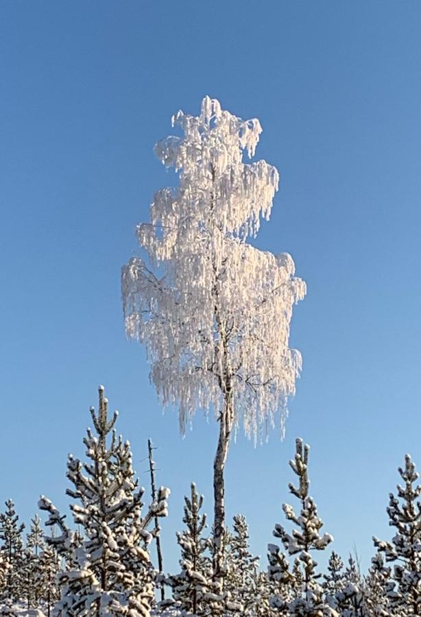 Off-Grid Cabin In Nattavaara Lapland Buitenkant foto