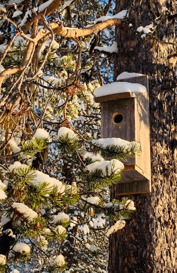 Off-Grid Cabin In Nattavaara Lapland Buitenkant foto